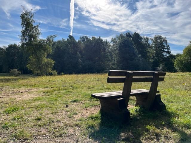 bench in the woods